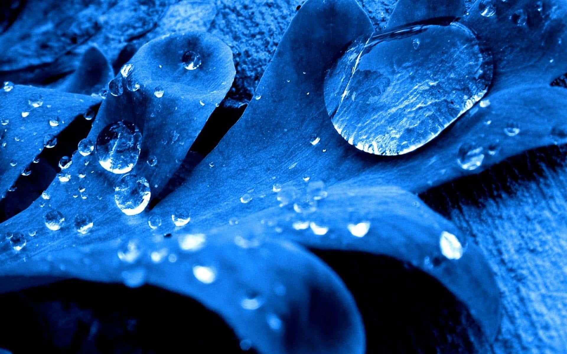 Water Drop In Blue Leaves Picture