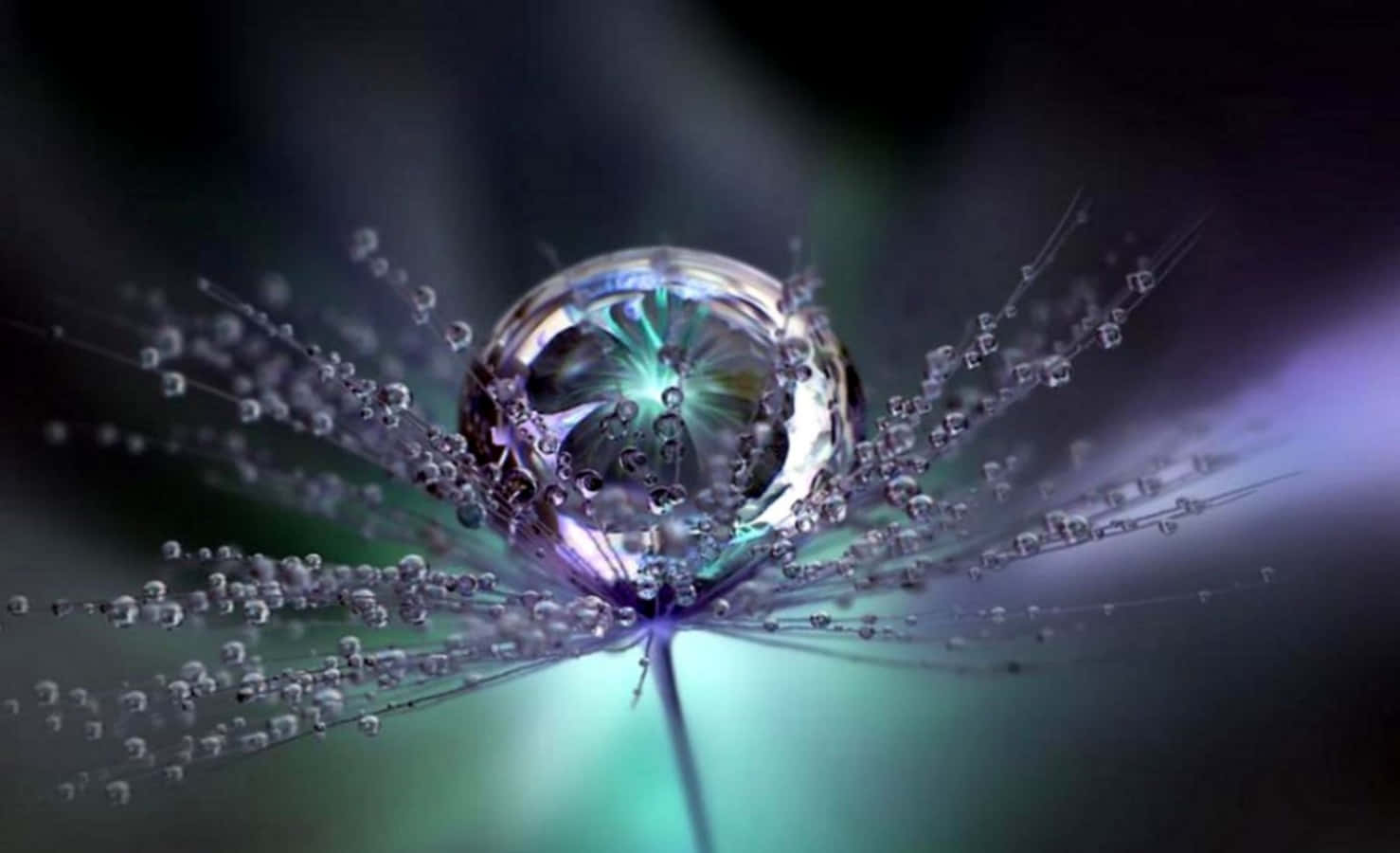Water Drop On Flower Picture