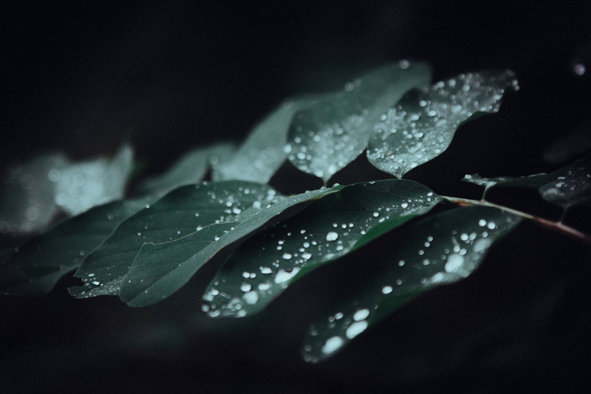 Close-up of Refreshing Water Droplets on Leaves Wallpaper
