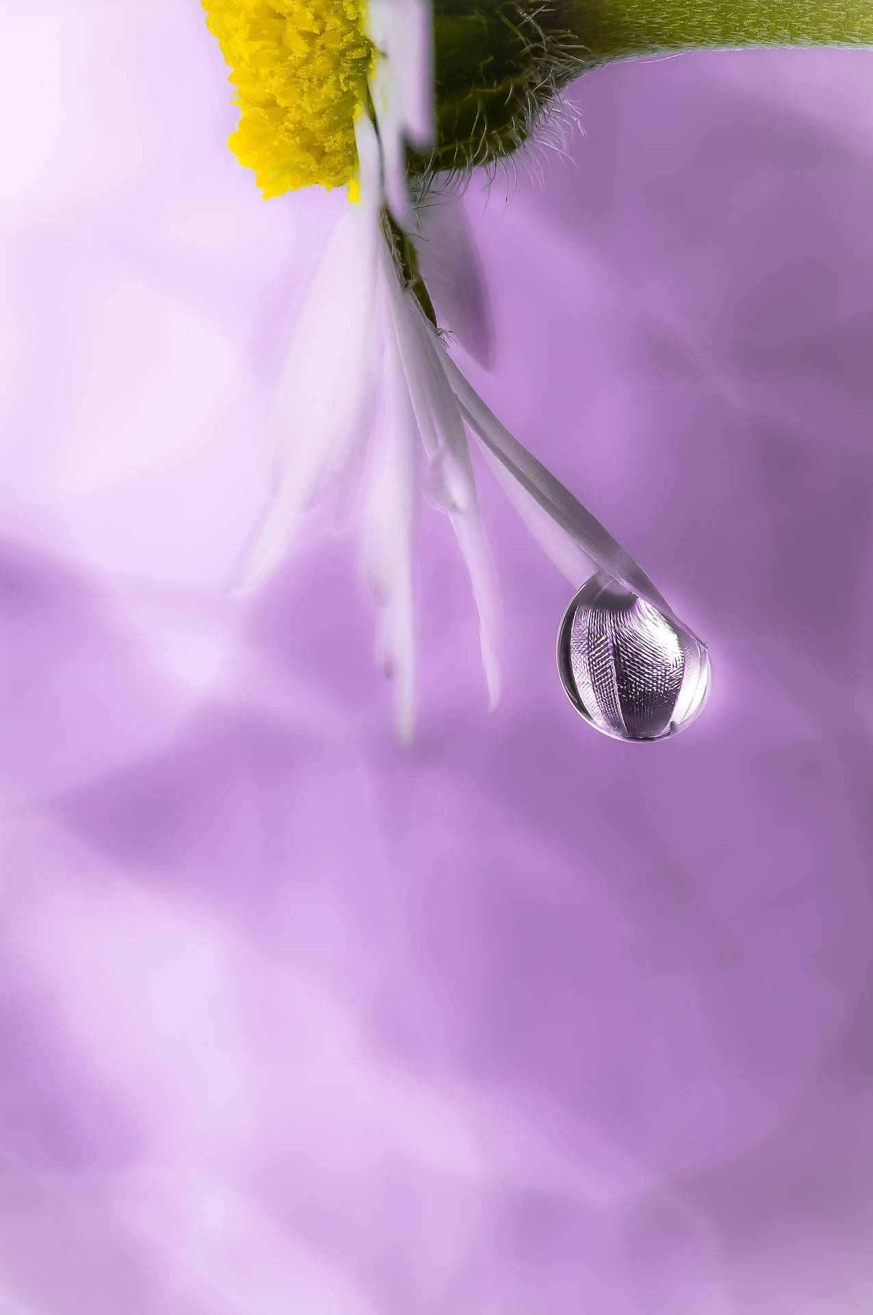Vand Droplet Blomst Petal Android Wallpaper