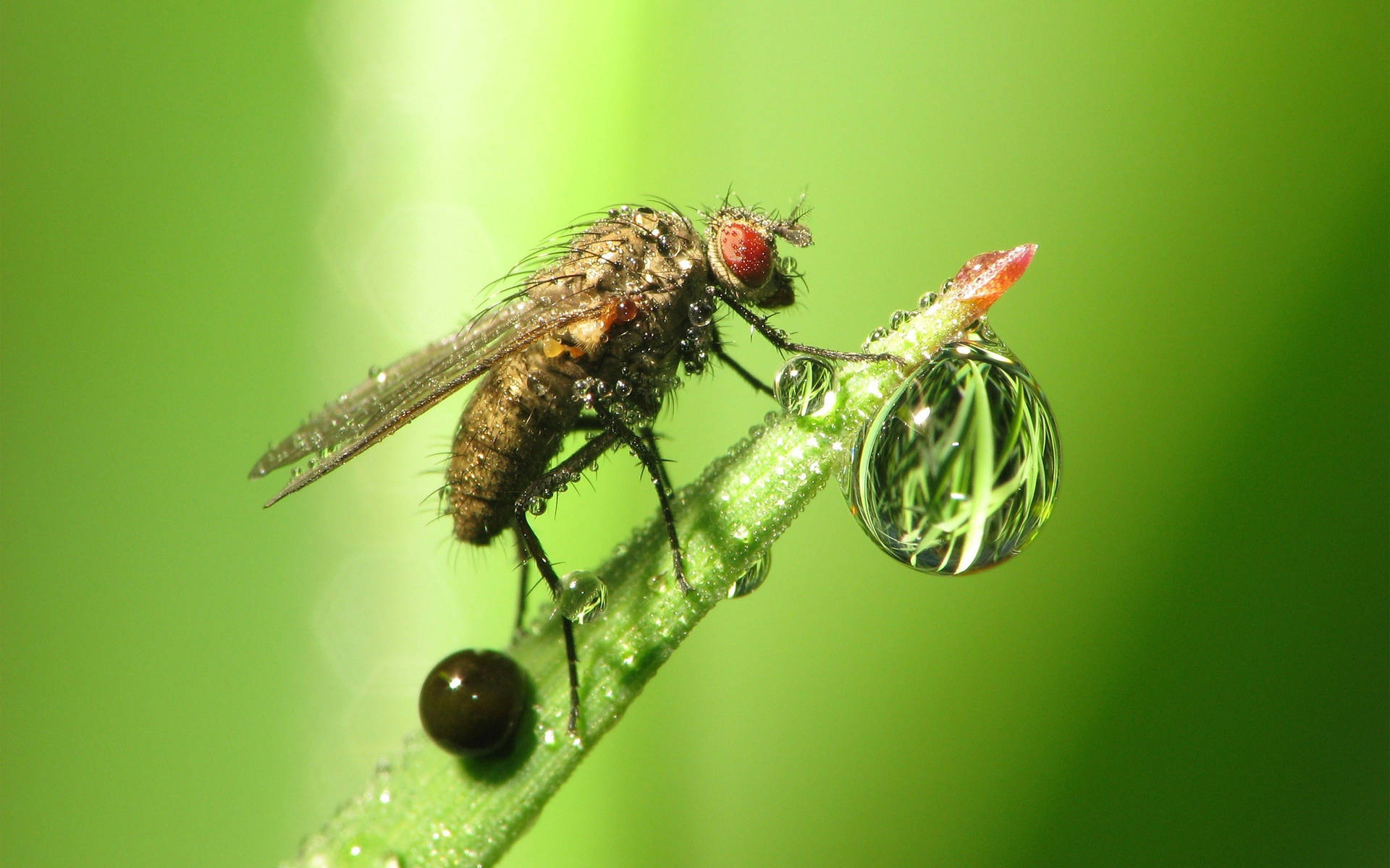 Water Droplet Fly Wallpaper