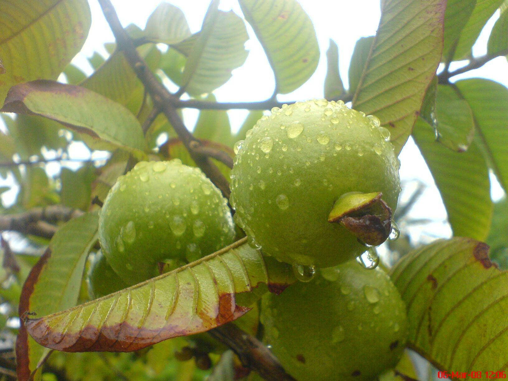 Water Droplet Guava Wallpaper