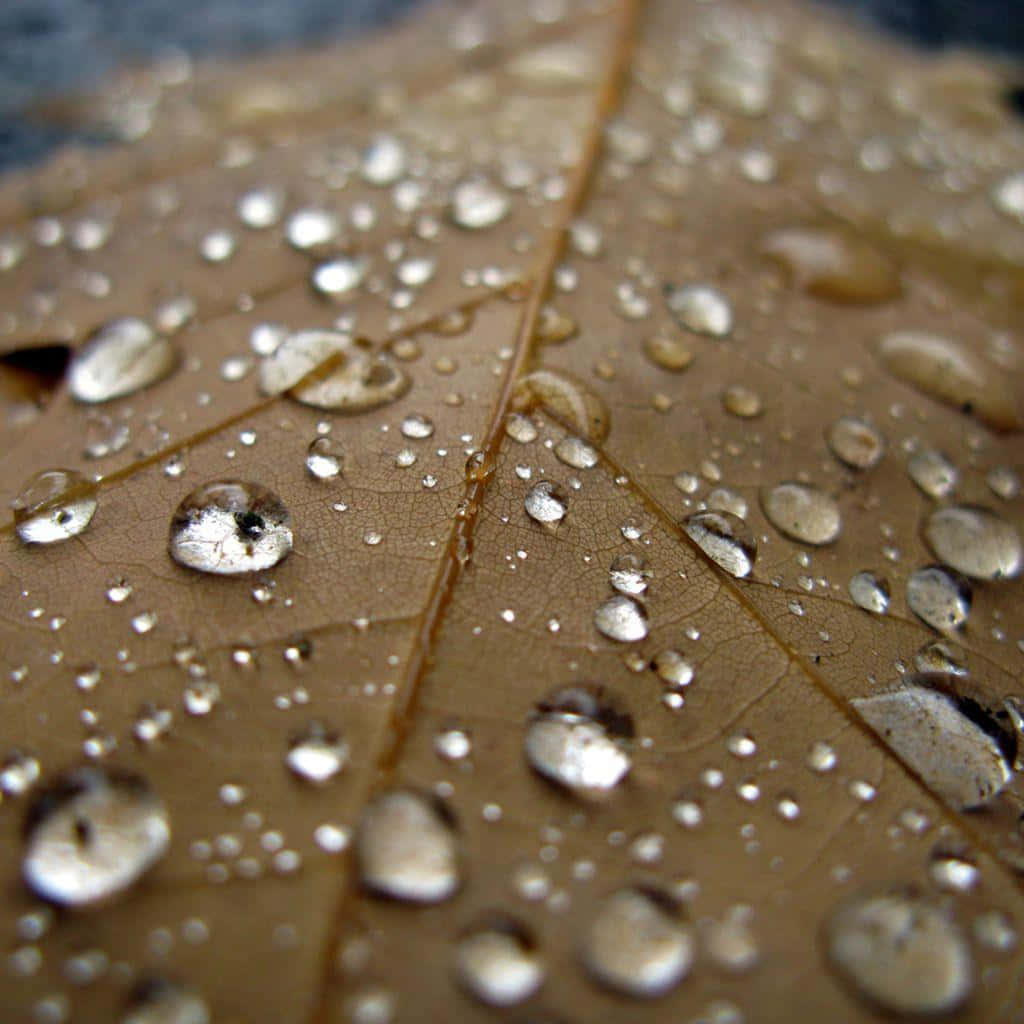 A Leaf With Water Droplets On It