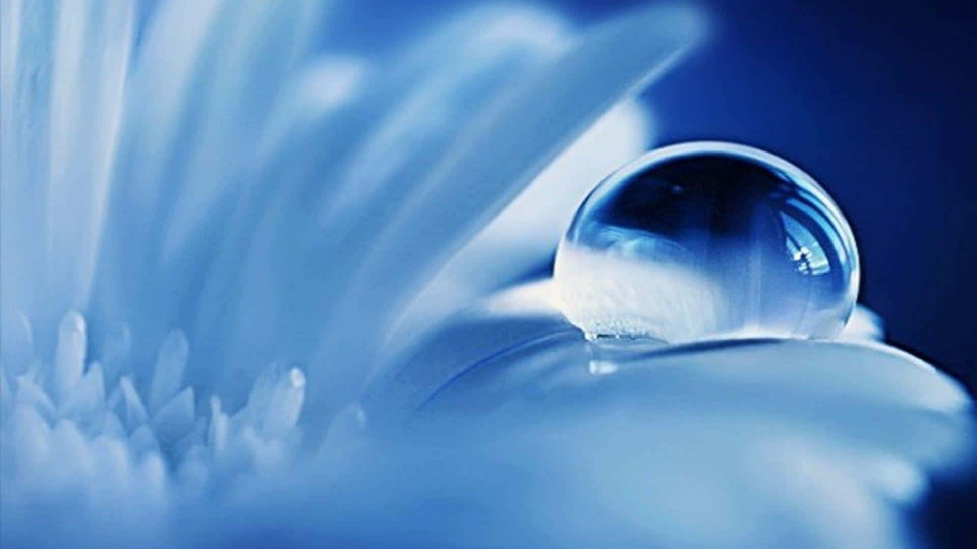 Enblå Blomma Med En Droppe Vatten På Den