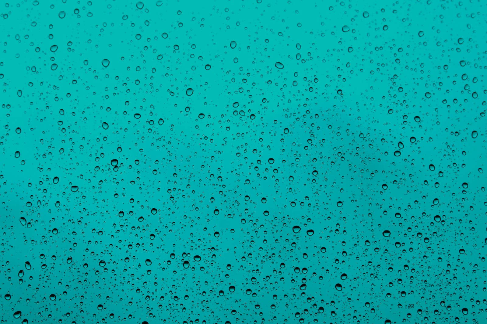 Wassertropfennach Dem Regen Wallpaper