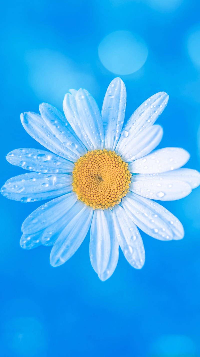 Water Droplets And White Daisy Iphone Wallpaper