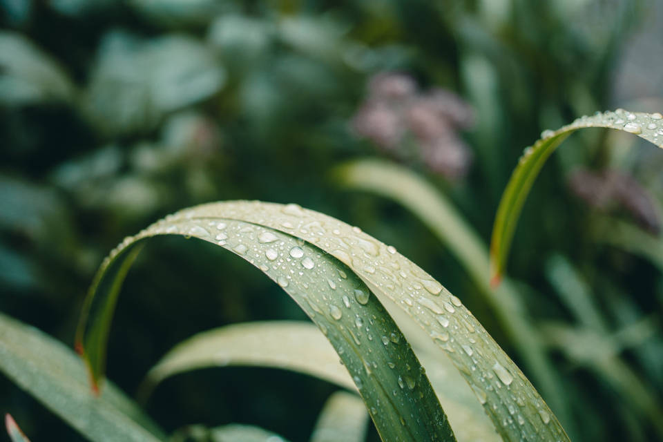 Water Droplets On Garden Plants Wallpaper