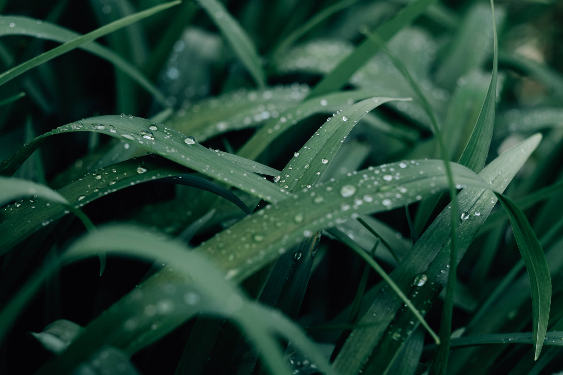 Water droplets on a leaf HD wallpapers  Pxfuel