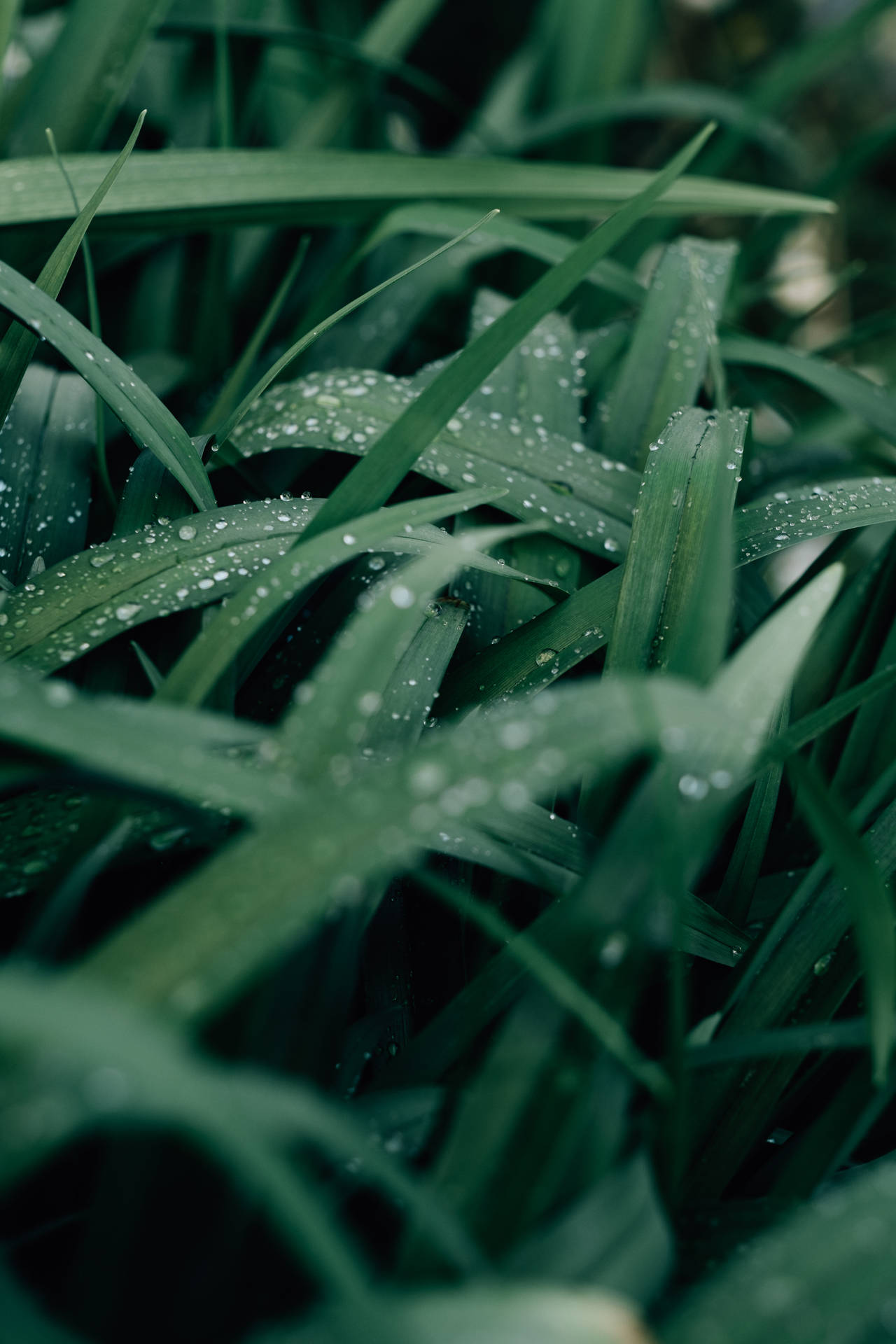 Water Droplets on Grass Wallpaper