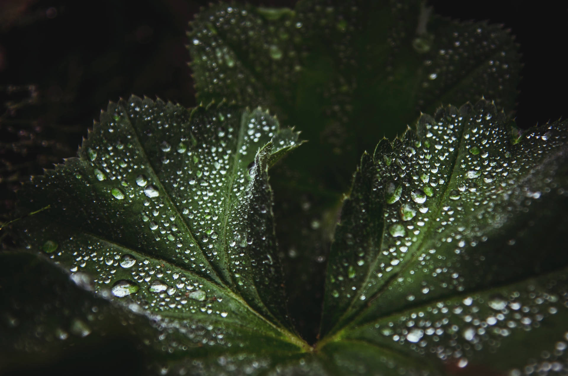 Water Droplets on Leaves Wallpaper