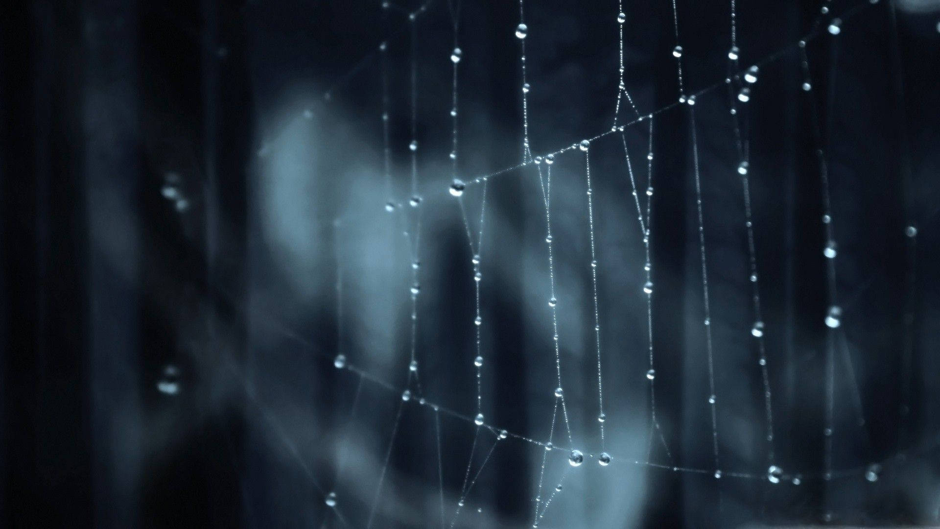 Wassertropfenauf Spinnennetz Wallpaper