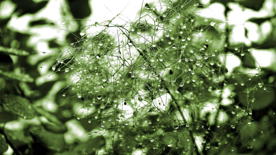 Water Droplets On Thin Branches Wallpaper