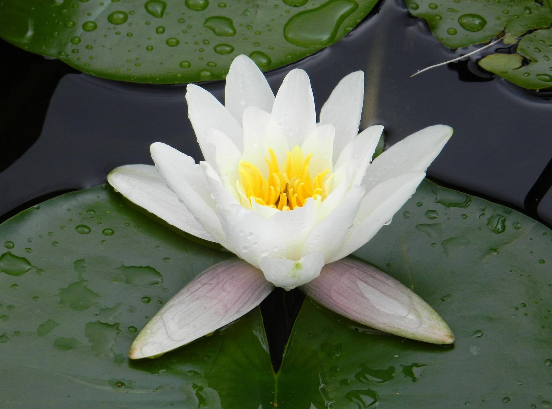 Water Droplets on Water Lily Wallpaper