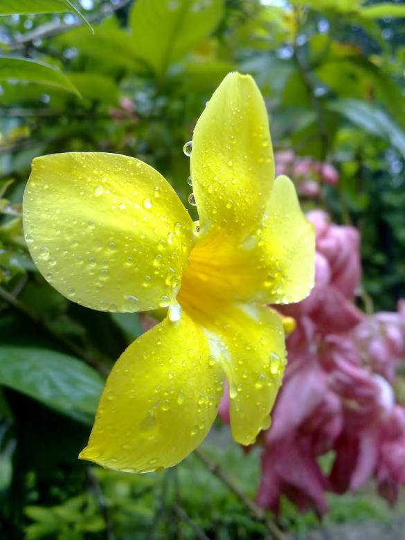 Gotasde Agua En Una Flor Amarilla Fondo de pantalla