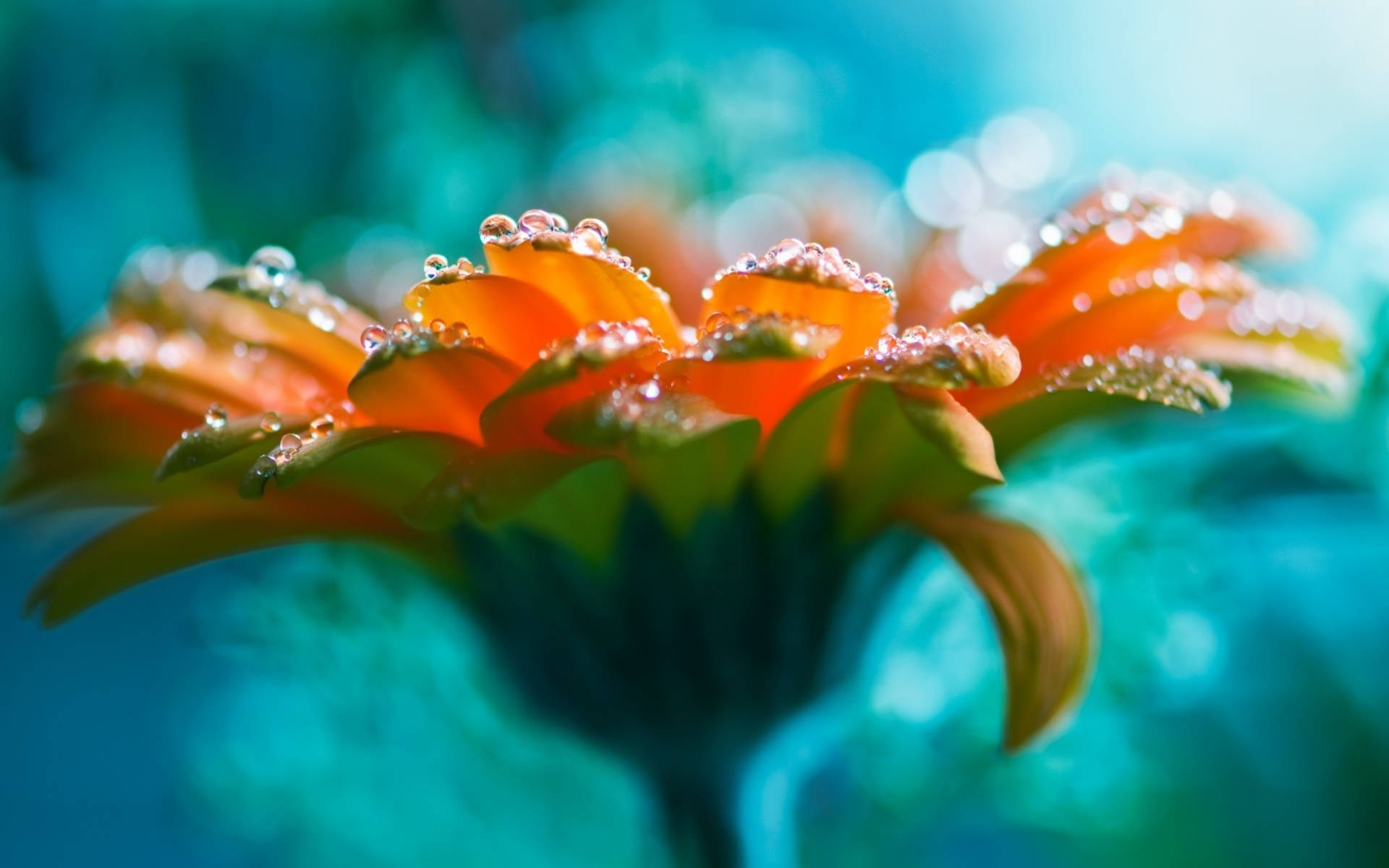 Bright flower shining beneath droplets of water Wallpaper