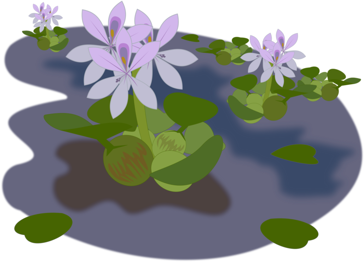 Water Hyacinth Illustration PNG