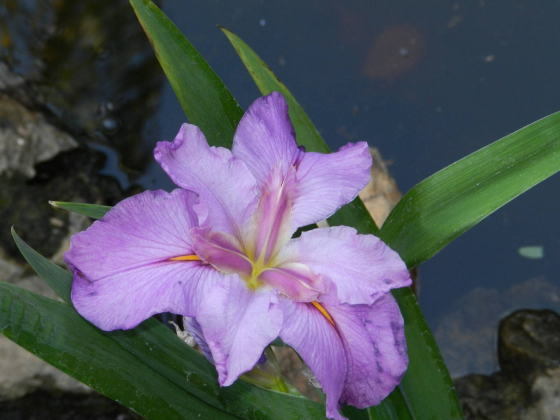 Water Iris Flower