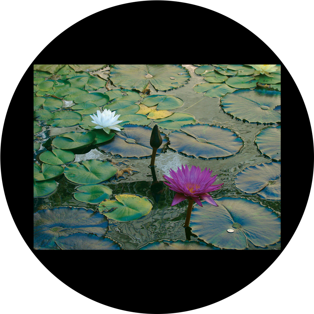 Water Liliesin Pond PNG