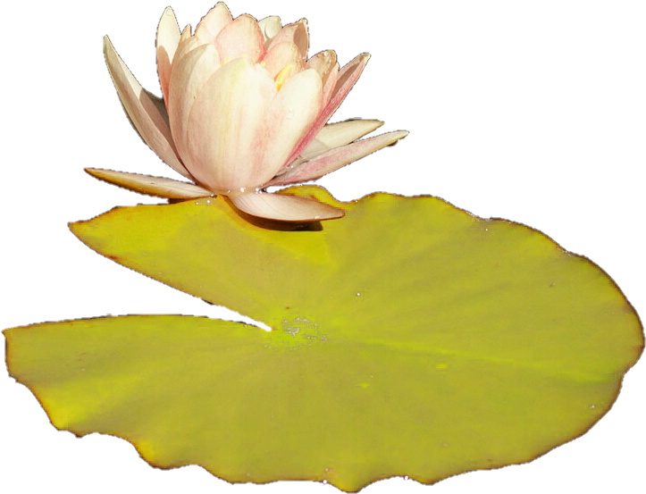 Water Lily Bloomand Pad PNG