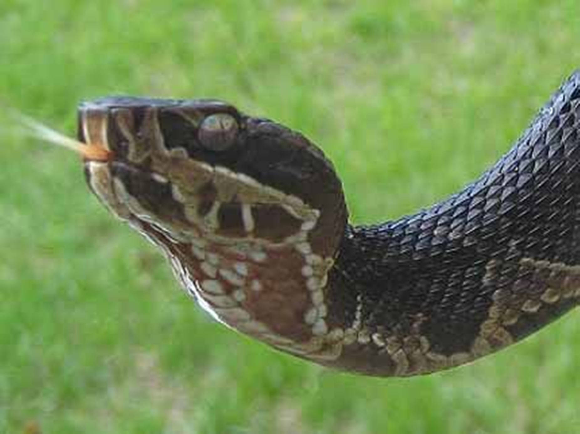 Water Moccasin Florida Cottonmouth Wallpaper