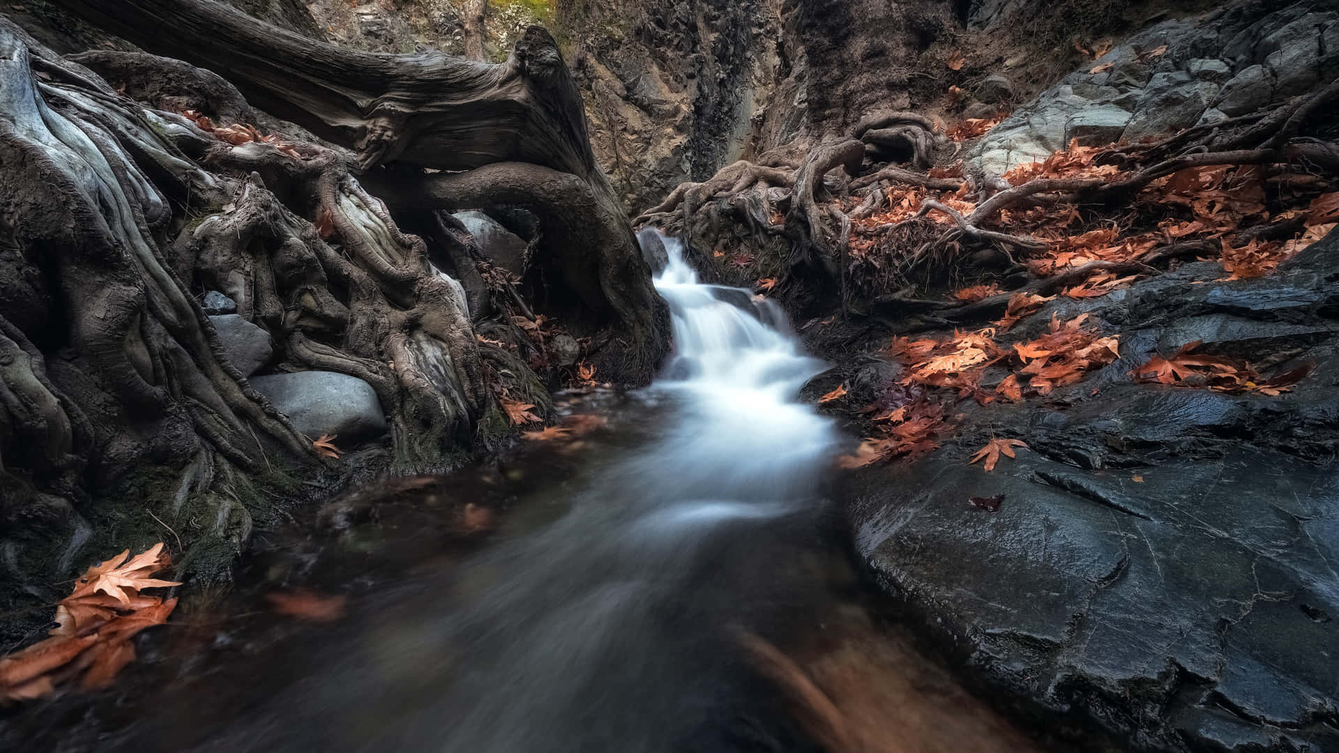 Water Passing Through Rocks And Roots Wallpaper