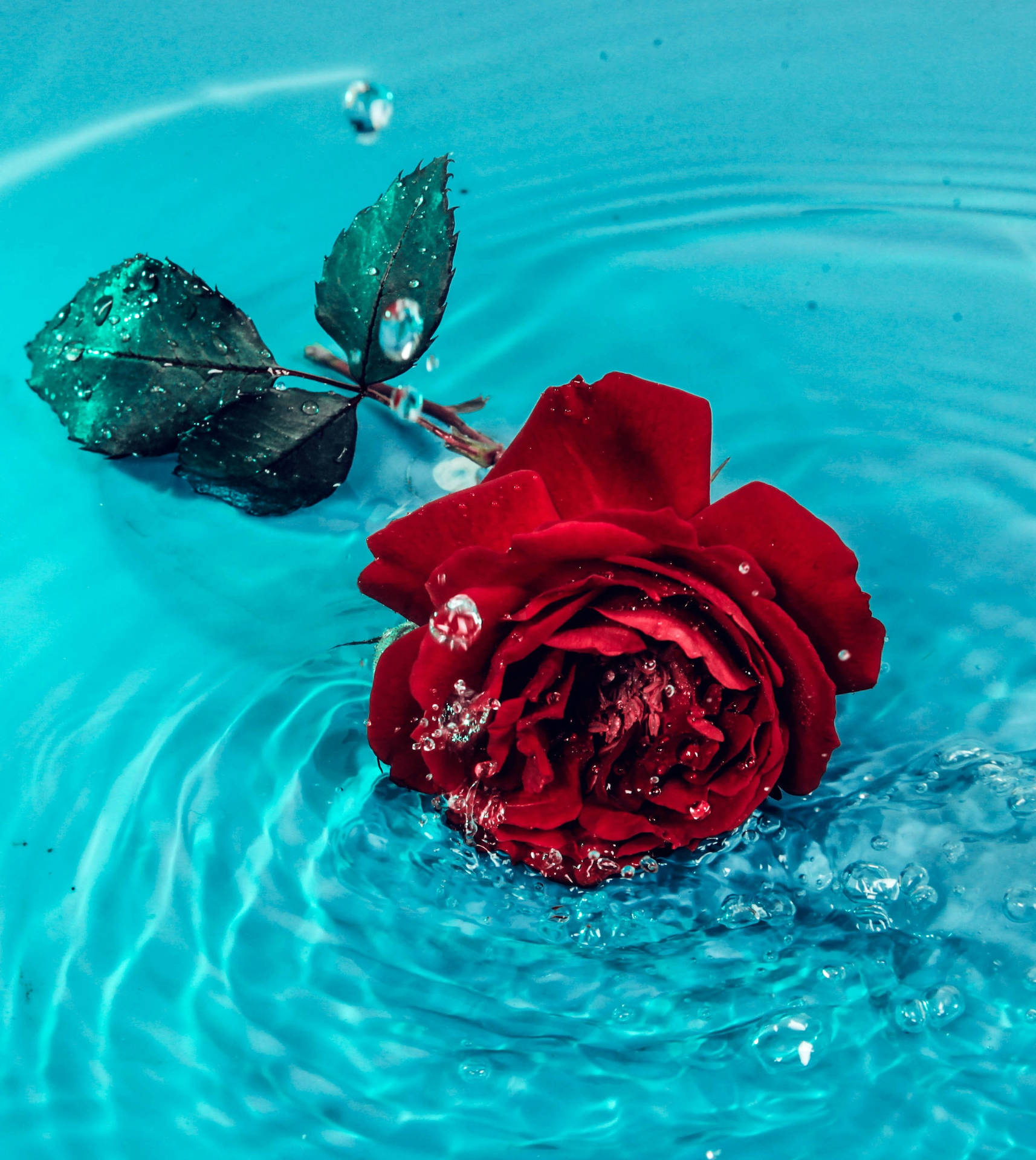 Water Rose Aesthetic