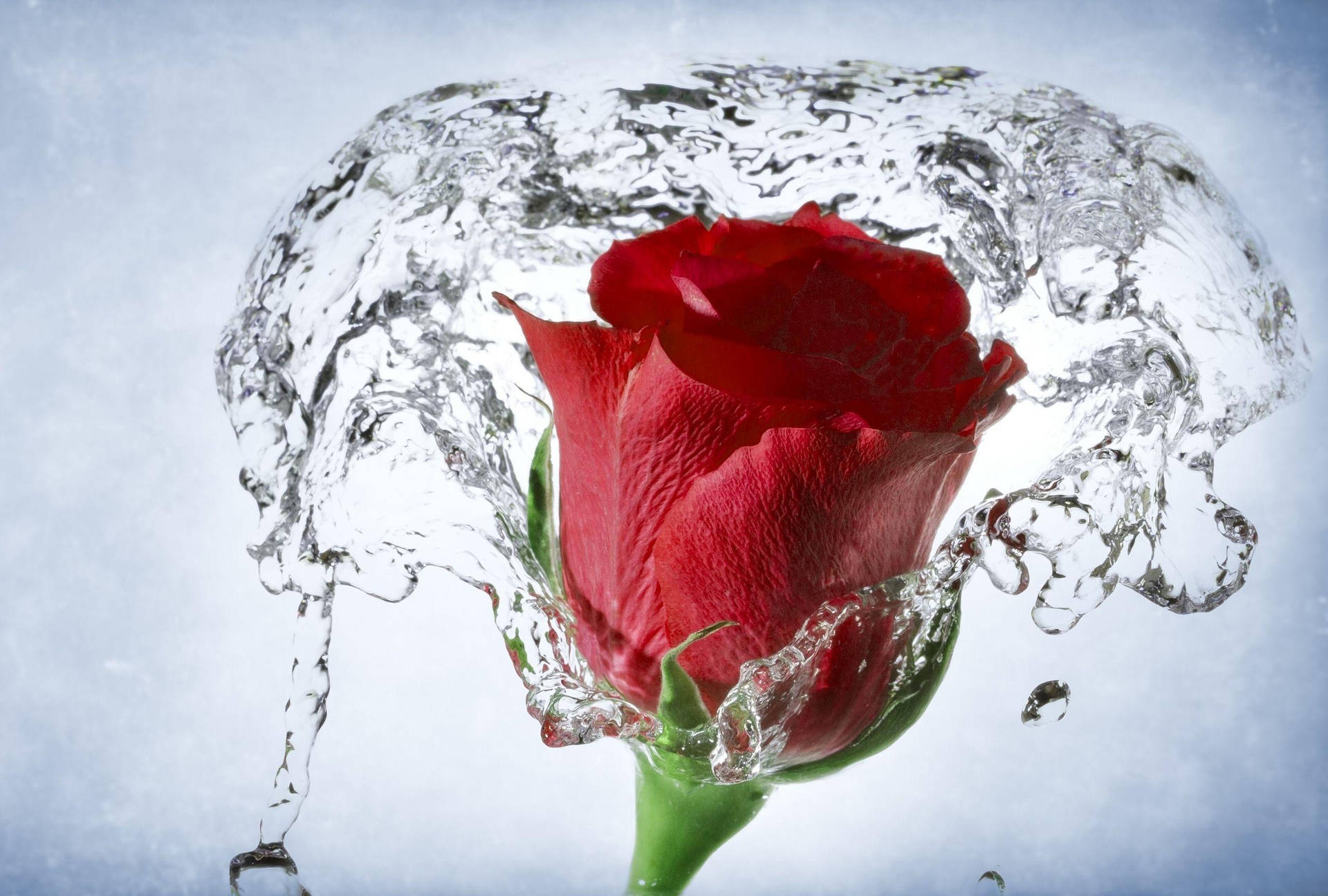 Water Splashed On Beautiful Rose Hd