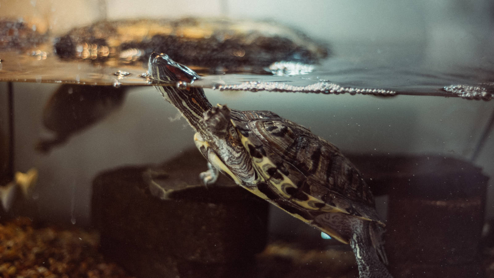 Foto Væg Tapet af Vand Skildpadde som Ånder Fisk Tank Wallpaper