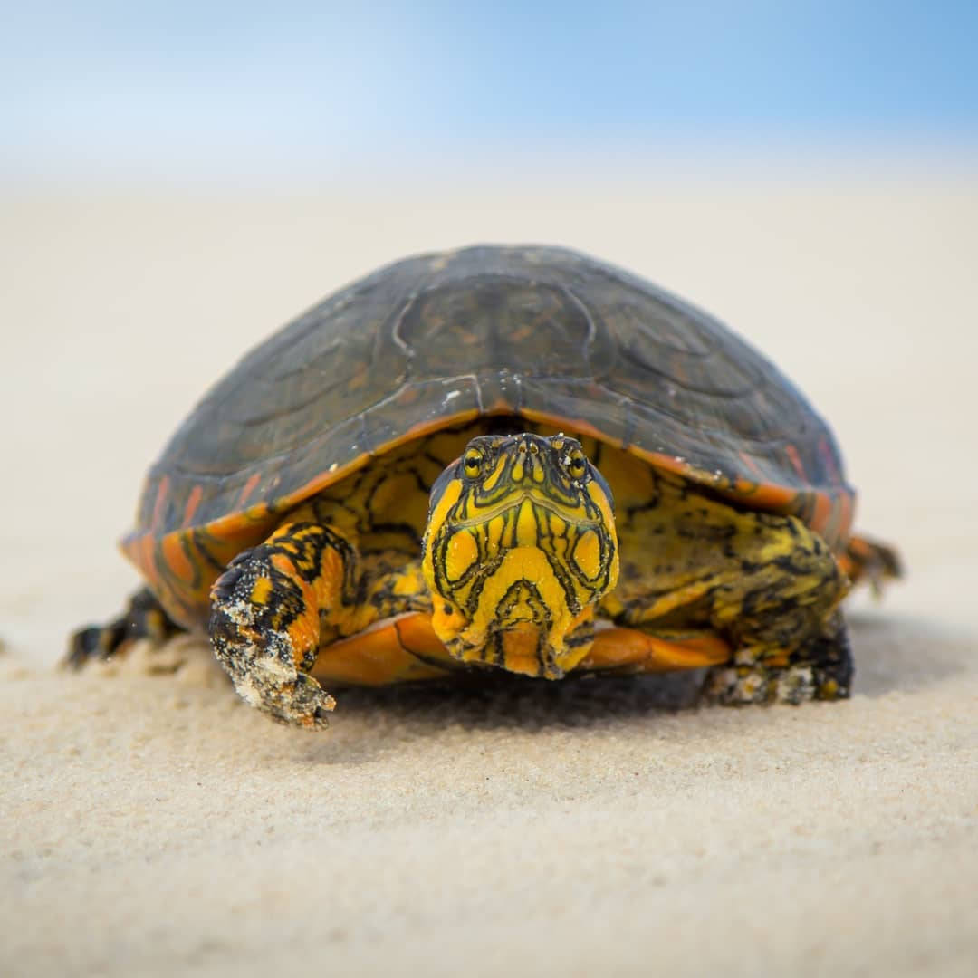 Water Turtle By The Beach Photography Wallpaper