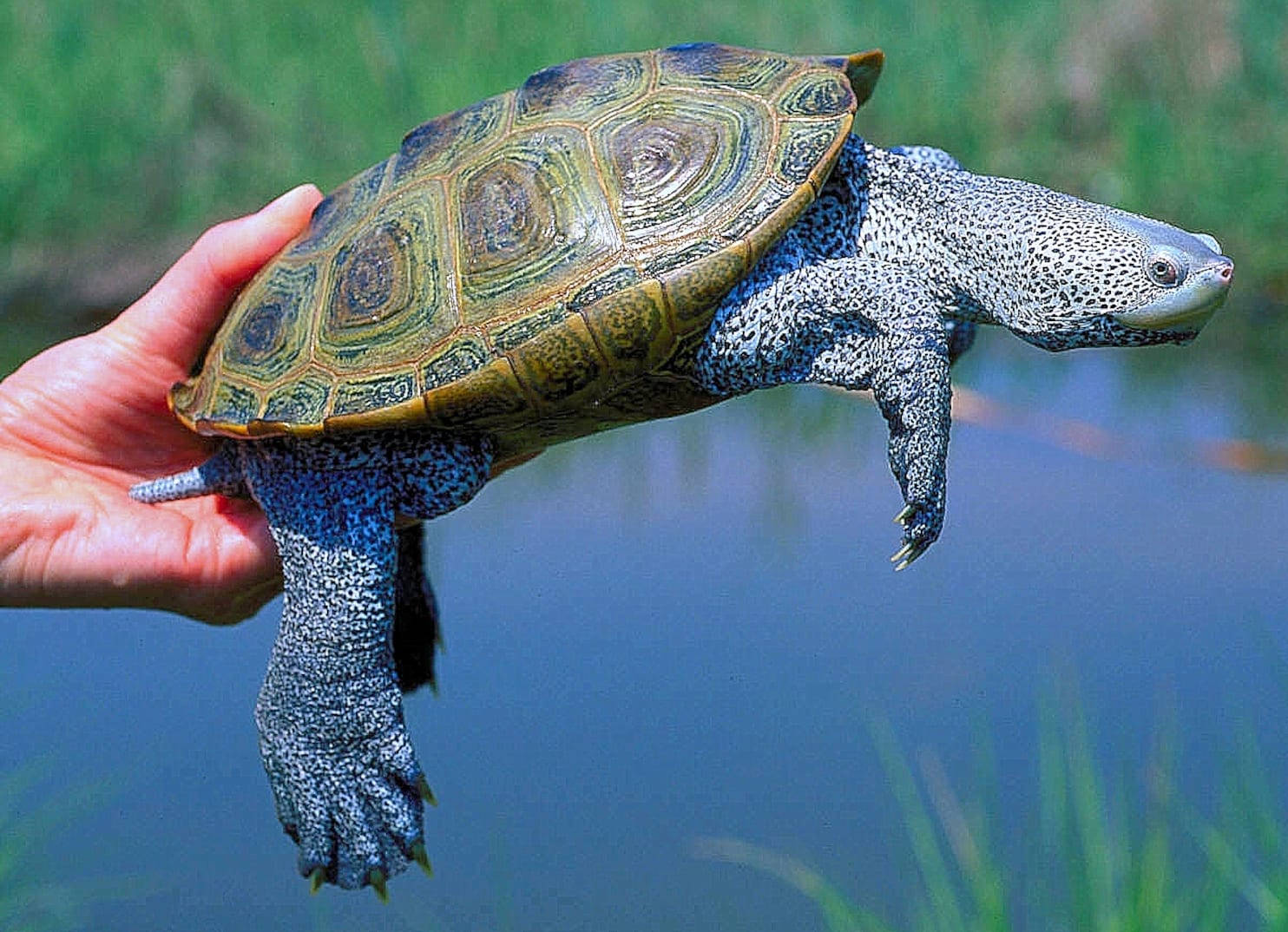 Wasserschildkröte Diamantrückenischildkröten Fotografie Wallpaper