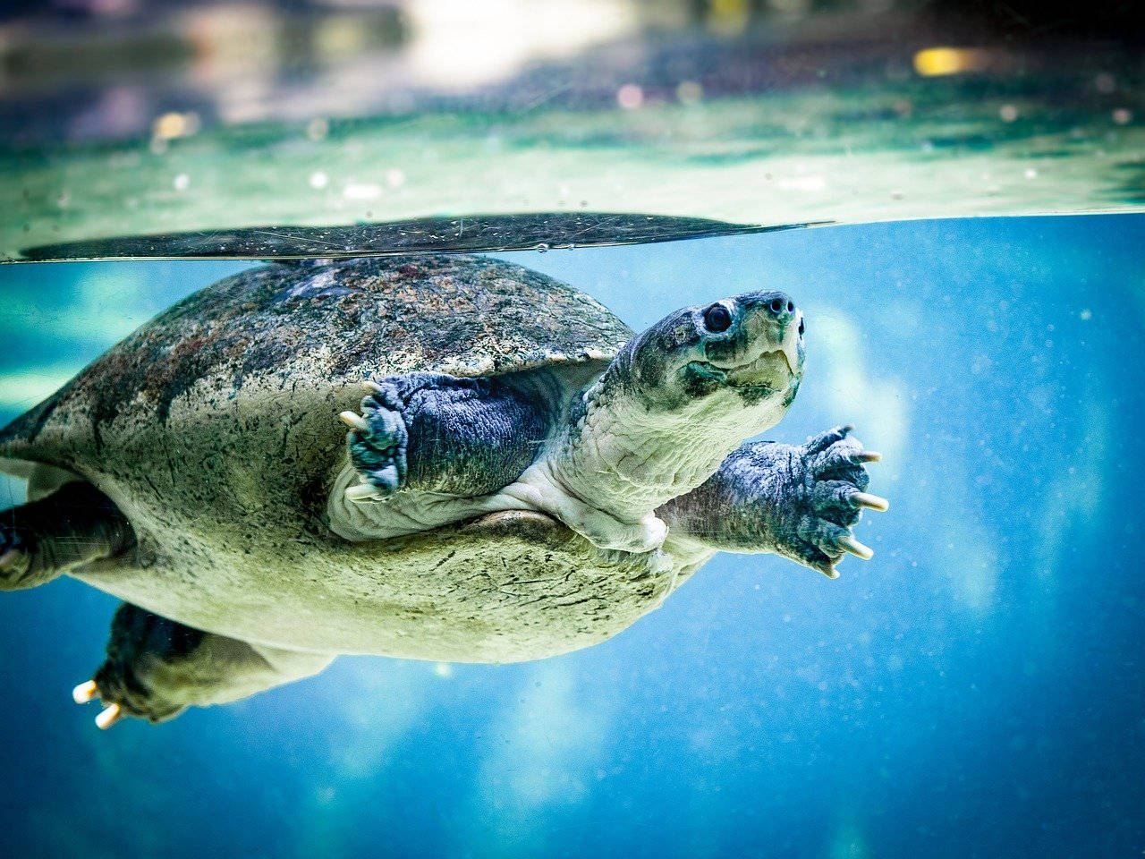 Astounding Capture of Water Turtle Swimming in Zoo Tank Wallpaper