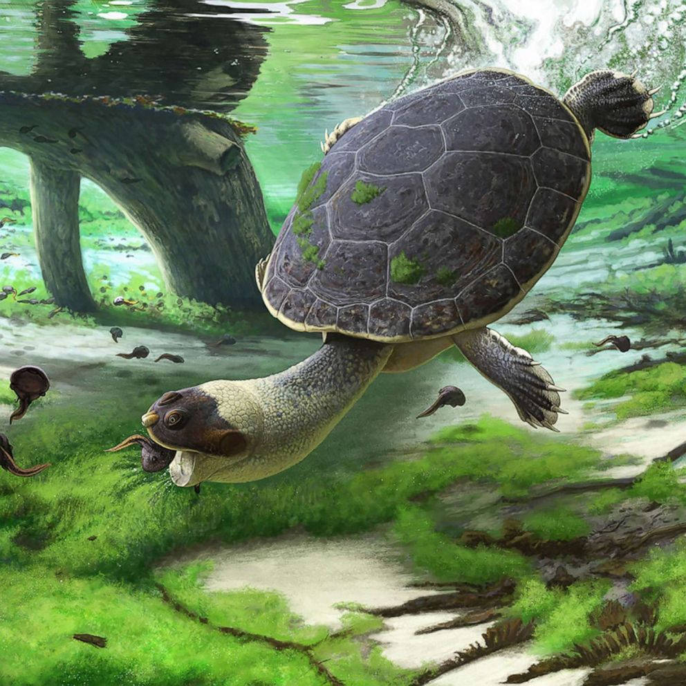 Wasserschildkröte Schnellmaul Frosch Fotografie Wallpaper