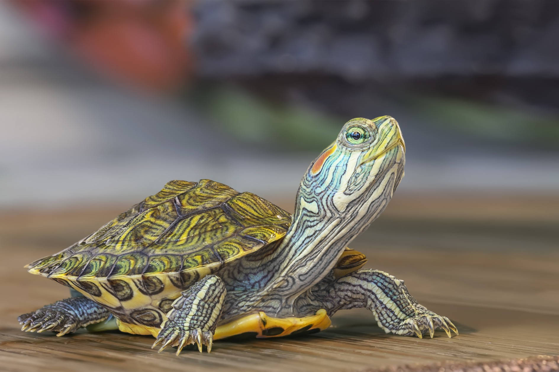 Wasserschildkröterotwangenschildkröte Niedliches Fotomotiv Wallpaper
