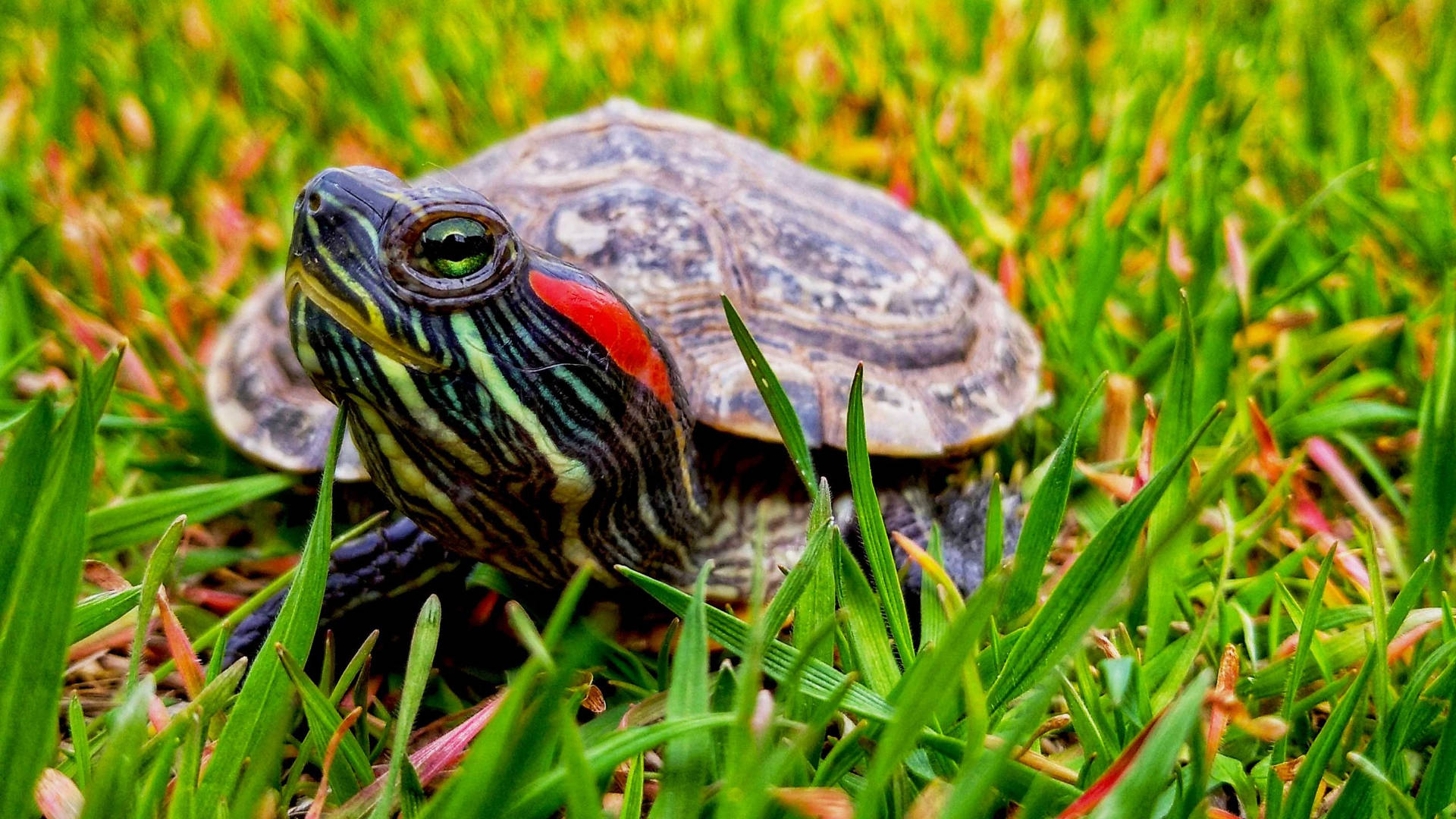 Water Turtle Red-eared Slider Grass Photography Wallpaper