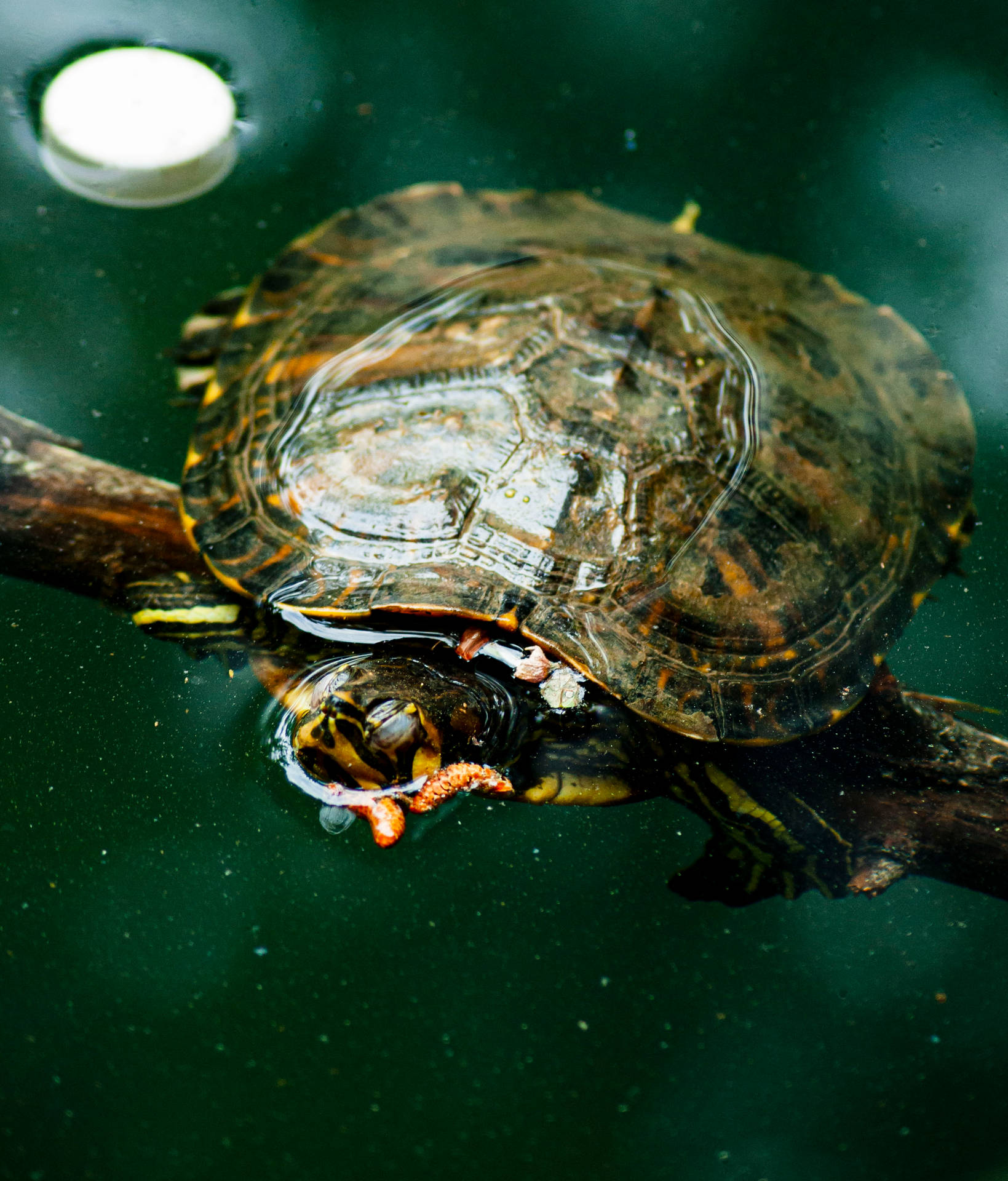 Wasserschildkröte Rotwangenschildkröte Schwimmen Naturfotografie Wallpaper