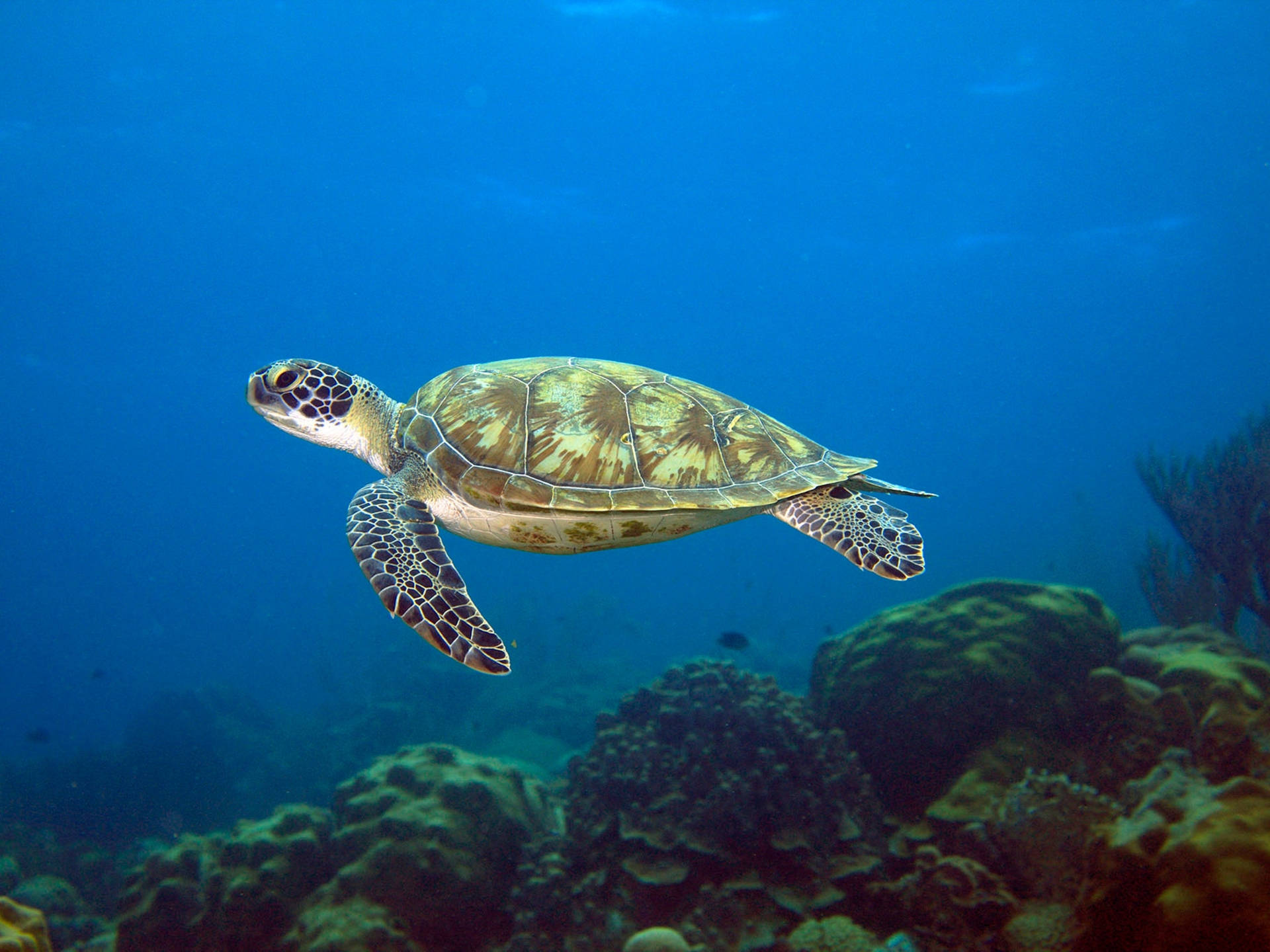 Wasserschildkröteschwimmt Im Ozean - Fotografie Wallpaper