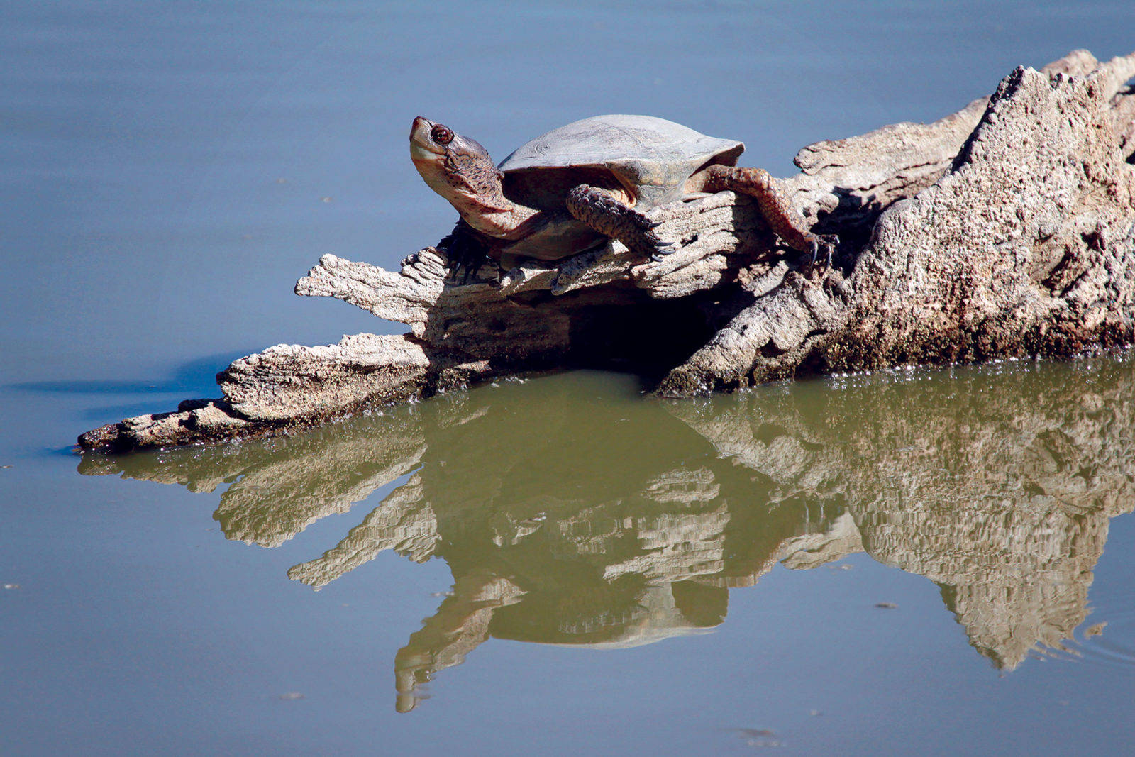 Vattensköldpadda Landskapsfotografering Naturlig Bakgrundsbild Wallpaper