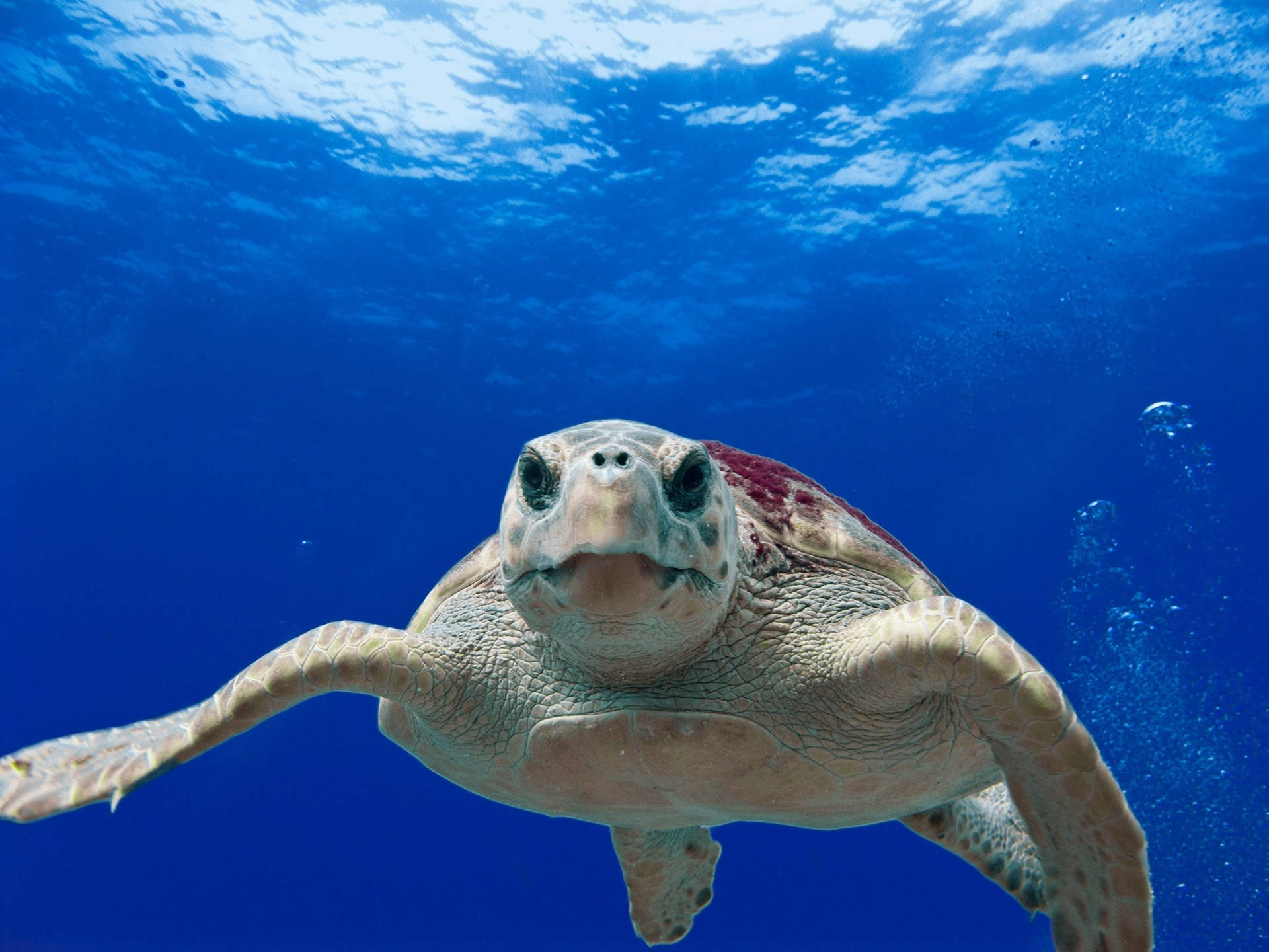 Water Turtle Under The Sea Swimming Wallpaper