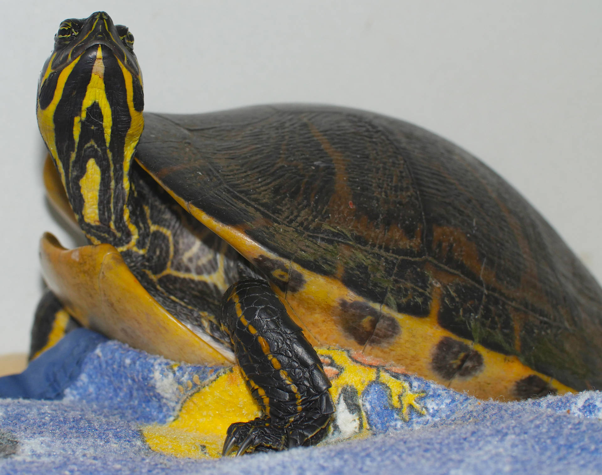 Wasserschildkröte Gelbwangen-schmuckschildkröte Wallpaper