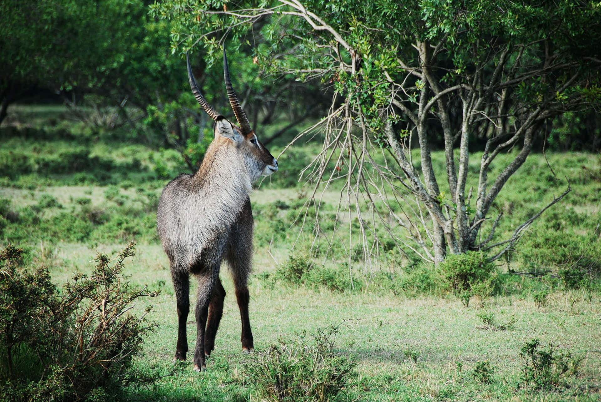 Waterbuck In Savanne Grasland.jpg Achtergrond