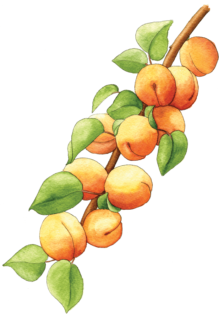 Watercolor Apricotson Branch PNG