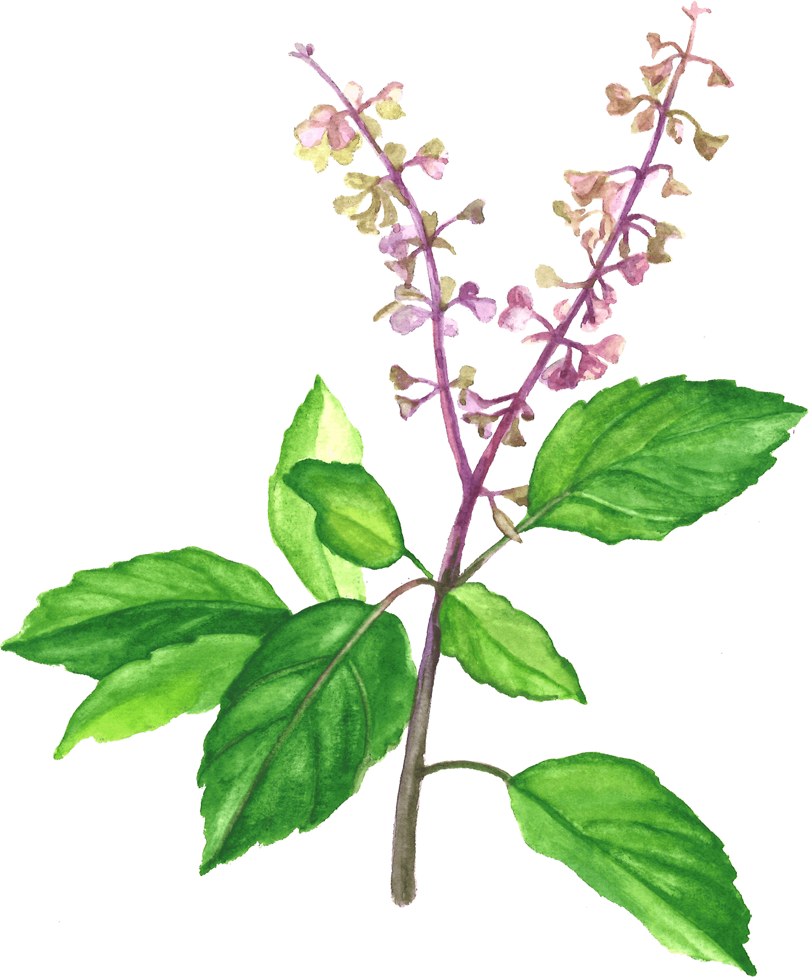 Watercolor Basil Plant Illustration PNG