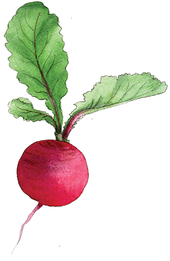 Watercolor Beetroot Illustration PNG