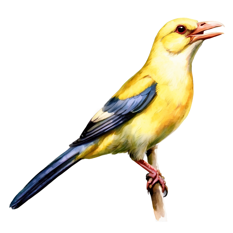 Watercolor Bird Species Png Sip PNG