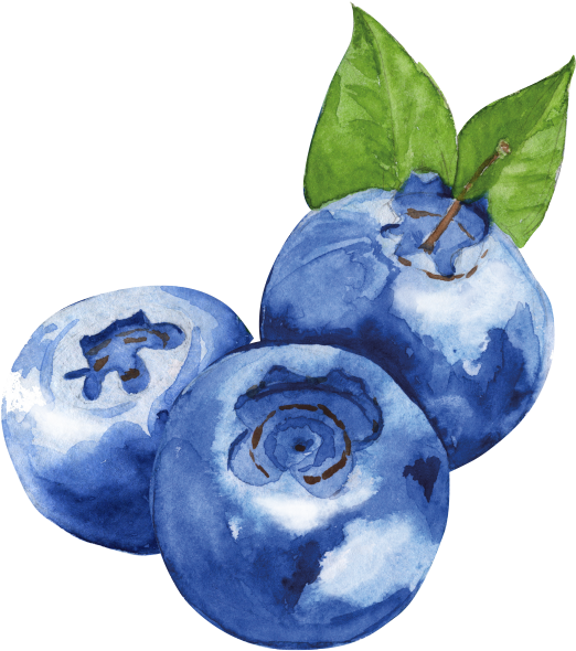 Watercolor Blueberries Artwork PNG