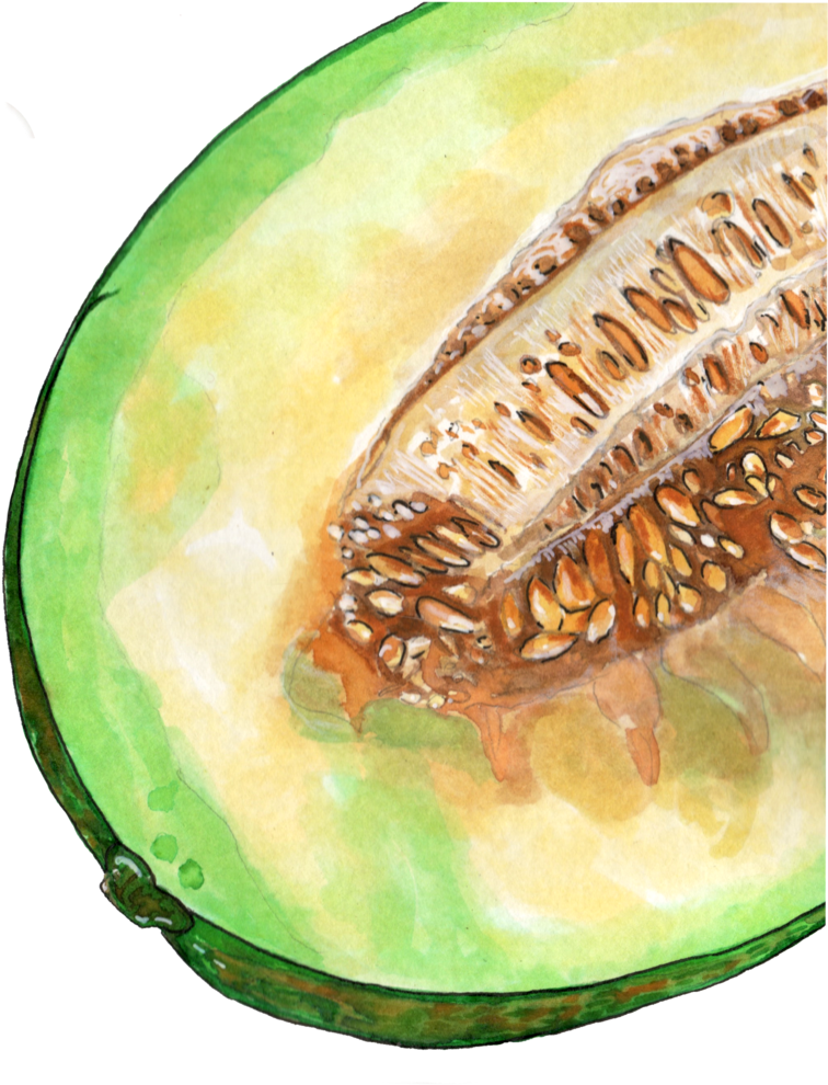 Watercolor Cantaloupe Half PNG