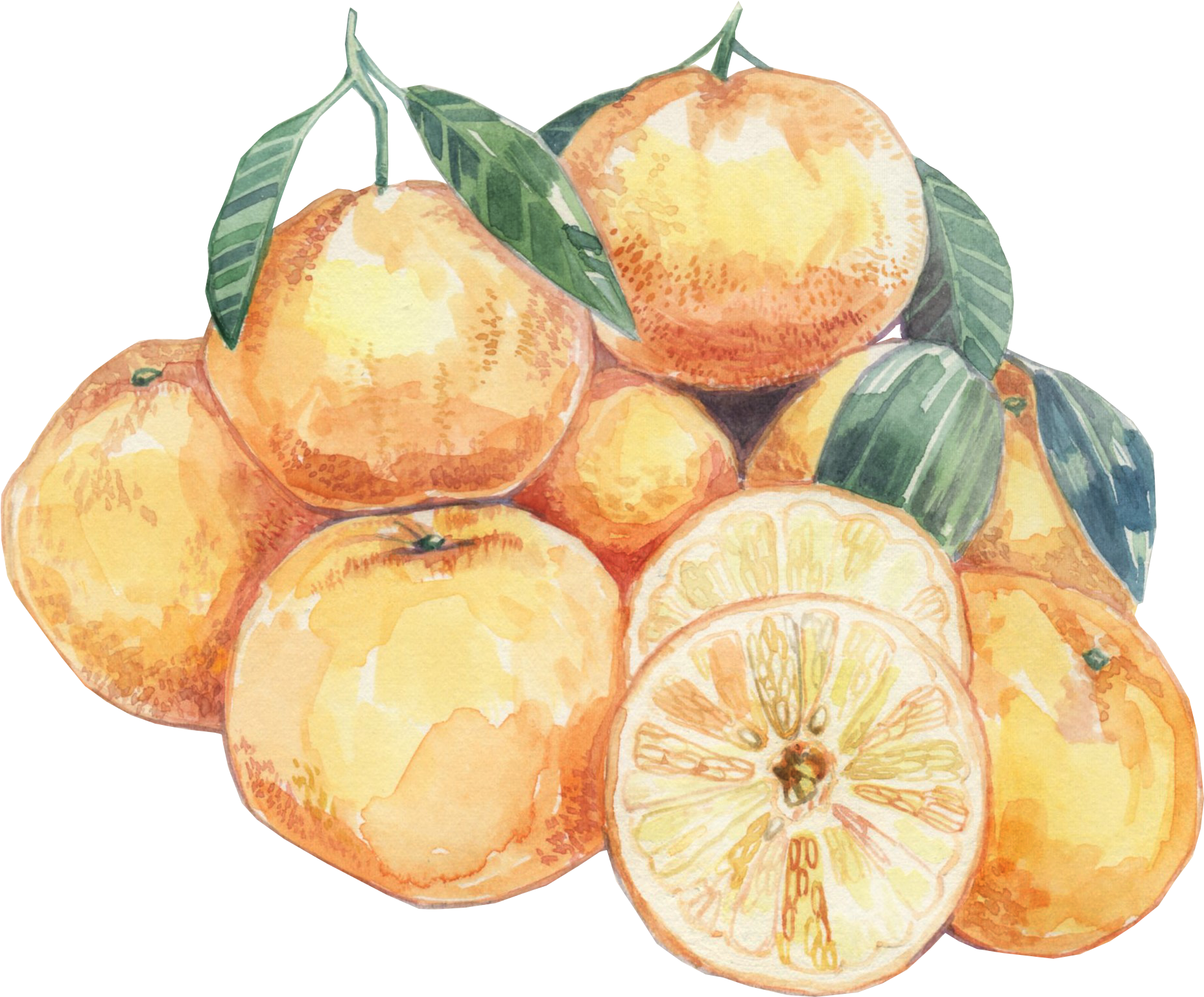 Watercolor Citrus Fruits Artwork PNG