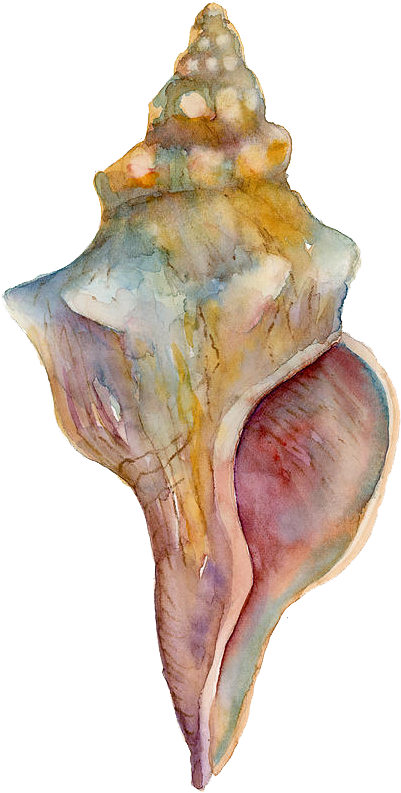 Watercolor Conch Shell Artwork PNG
