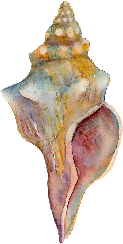 Download Watercolor Conch Shell Artwork | Wallpapers.com