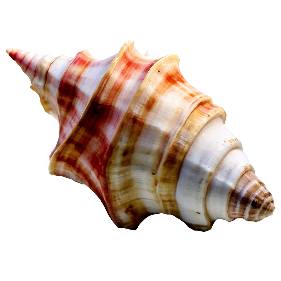 Watercolor Conch Shell Png Lrq PNG